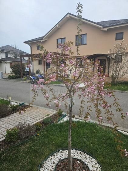 Complex Paladin, Corbeanca, 4 camere de inchiriat, mobilat complet, terasa.